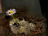 Играть на Last Flower Defence